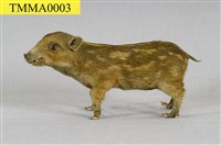Formosan Wild Boar Collection Image, Figure 10, Total 19 Figures